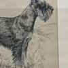 Glayds Emerson Cook Pencil Drawing of a Schnauzer 65964