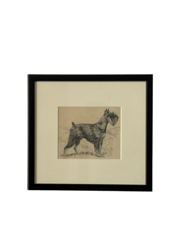 Glayds Emerson Cook Pencil Drawing of a Schnauzer 65826